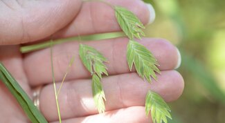 flattened spikelets of River Oats