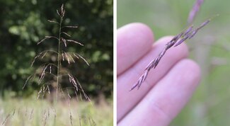 drooping panicle inflorescence on left and purple spikelets on right