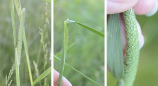 three images of the spike of timothy, including the full spike on left, spike encased in a leaf sheath in middle, and closeup of two short awns on spikelets