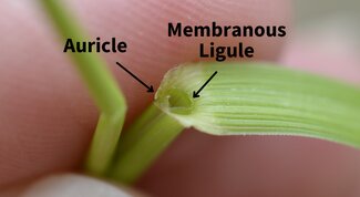 auricle and arrow pointing to arm-like feature and membranous ligule and arrow pointing at ligule of tall fescue