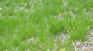 bunches of tall fescue