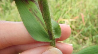 clasping leaf of deer tongue grass