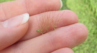 clusters of bristles found around spikelets