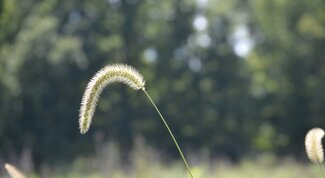 giant foxtail spike
