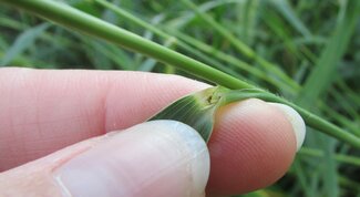 Foxtail leaf with short hairy ligule