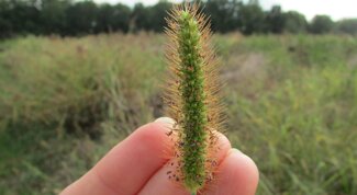 yellow foxtail spike
