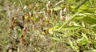 spikelets of River Oats