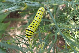 Black swallowtail caterpillar crawling on dill plant.