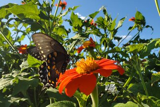 Black swallowtail butterfly on orange flower.