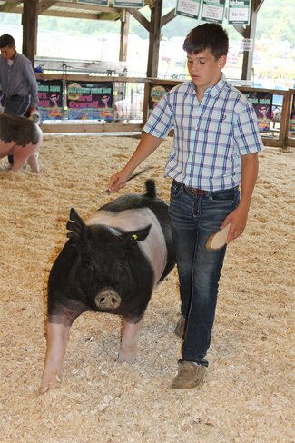 boy in plaid shirt with black and white pig