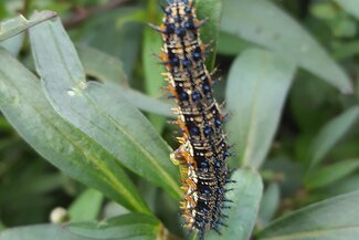 Buckeye butterfly caterpillar crawling on snapdragon plants.
