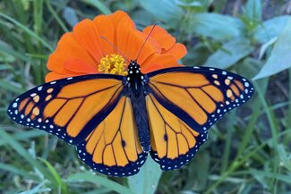 Adult monarch butterfly on orange bloom of milkweed plant.