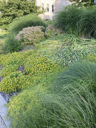 a garden bed with grasses and yellow flowering groundcover