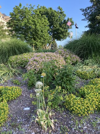 a faded ornamental onion with a backdrop of yellow flowering groundcover and grassed under a tree