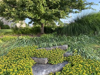 yellow flowering groundcover and grasses between stone underneath a tree