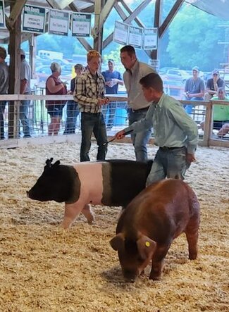 boy in green shirt working with pigs in a ring