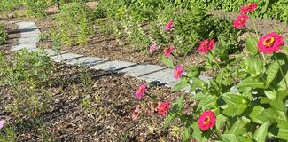 zinnias in the foreground. a meandering path appears from the background and meanders to, then behind, the zinnias