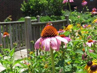 a purple coneflower with a backdrop of purple coneflowers and black eyed susans and a bridge