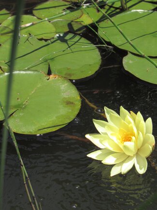 water lily pads and a waterlily flower