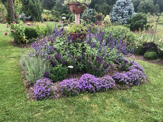 a garden bed filled with different heights of purple flowers