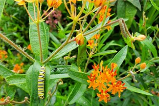 Monarch caterpillars crawling around butterfly milkweed plant.