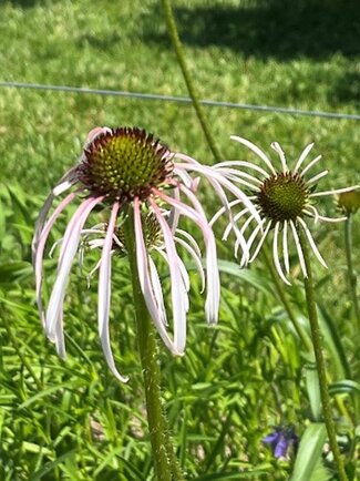 A couple of pale purple coneflowers.