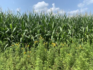 Prairie planting in front of corn