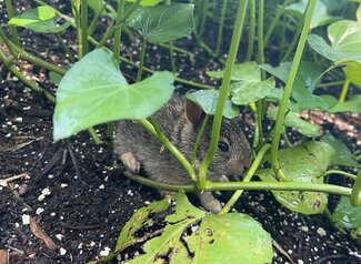 baby bunny in sweet potato bed at Plant a Row, Watch COPE Grow Food Donation Garden.
