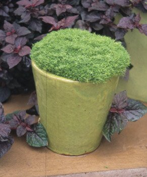 A pot with green moss
