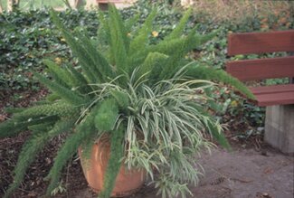 A pot with large green leaves
