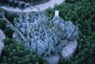 blue green succulents in green leaves