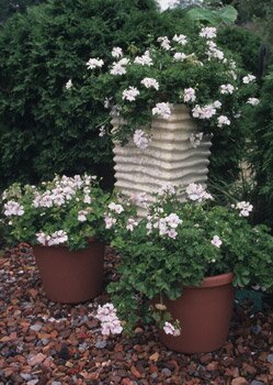 a large stone pot with green leaves and white flowers
