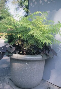 A pot with large green leaves