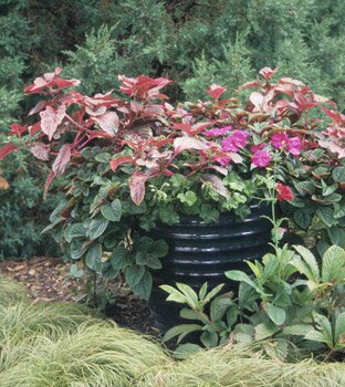 a large pot with colorful flowers