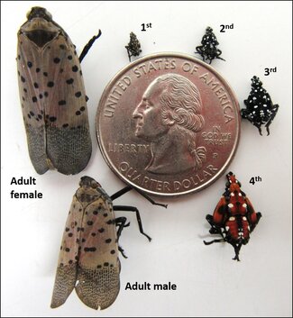 Various spotted lanternfly life stages in comparison to a quarter. Photo by U.S. Department of Agriculture (USDA), Public Domain.
