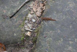 A red newt on a stone
