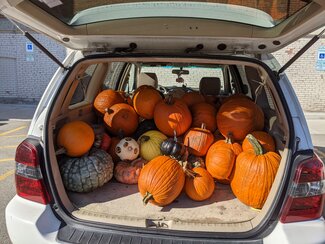 The back of an open minivan full of pumpkins for drop off 