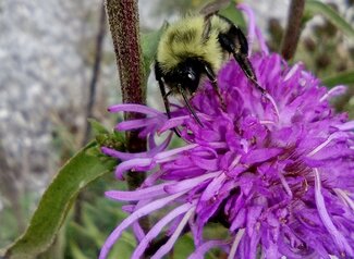 bee on purple flower in pollinator garden