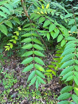 Compound leaves of tree-of-heaven