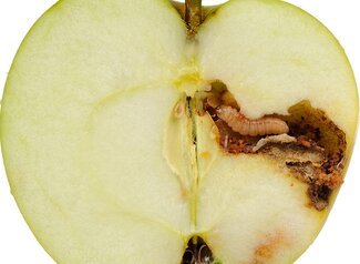 A worm (apple maggot larva) eating an apple cut in half