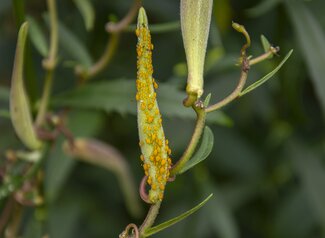 Oleander Aphids on Butterflyweed