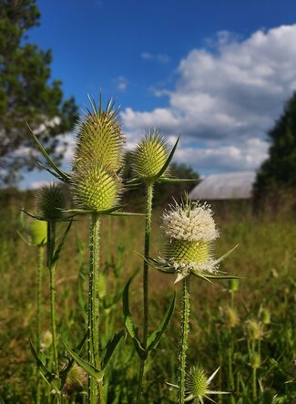 A group of Green Teasels