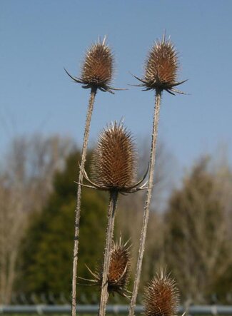 Dried out Teasels