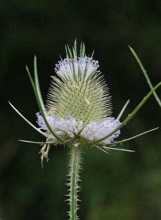A close up of a healthy Teasels