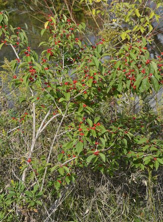 A close up of the Amur Bush Honeysuckle focusing on the berries