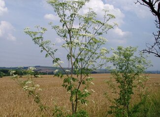 A poison hemlock plant from a distance