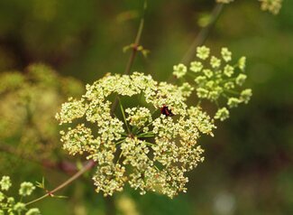 The flowers of a poison hemlock plant