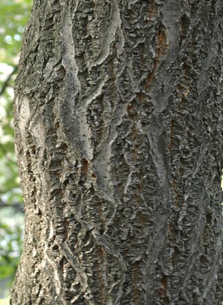 A close up shot of the Amur Corktree bark