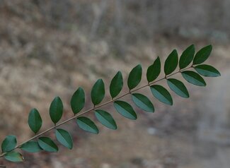 A close up of leaves on a branch