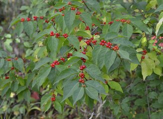 A close up of the Amur Bush Honeysuckle focusing on the berries